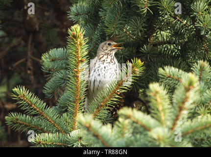 Song thrush (Turdus philomelos) singing on the branch of fir tree Stock Photo