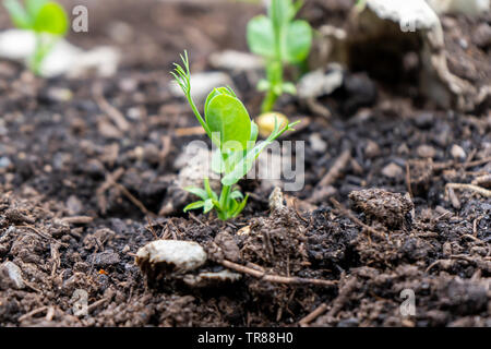 Close up of a pea shoot growing out of compost soil in a home garden, in springtime season. Used as a microgreen or grown for pods. Stock Photo