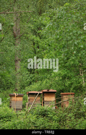 Bee hives in an English wood. Stock Photo