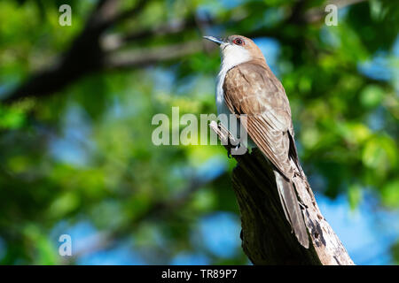 Black billed cuckoo during spring migration Stock Photo