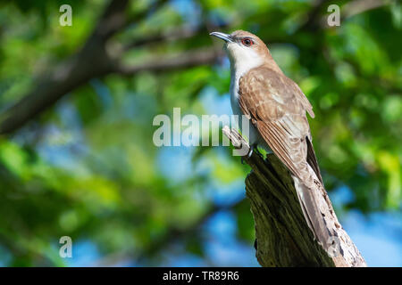 Black billed cuckoo during spring migration Stock Photo