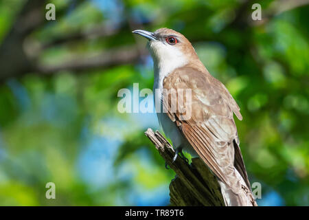 Black billed cuckoo during spring migration Stock Photo