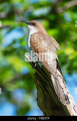 Black billed cuckoo during spring migration Stock Photo