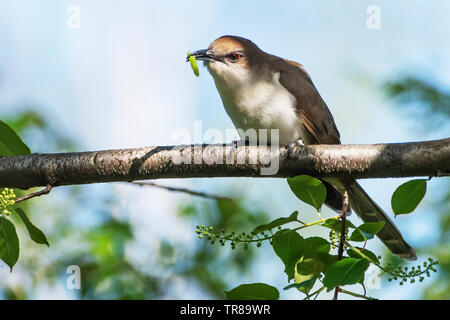 Black billed cuckoo with caterpillar prey during spring migration Stock Photo