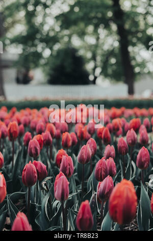 Close up of beautiful tulip flowers in tulip field with a blurred background of fence and trees. Blooming tulips. Tulip Festival in Pella, Iowa. Stock Photo