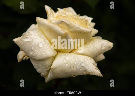 Close look of a beautiful white rose with some rain drops on the leaves.Black background. Stock Photo