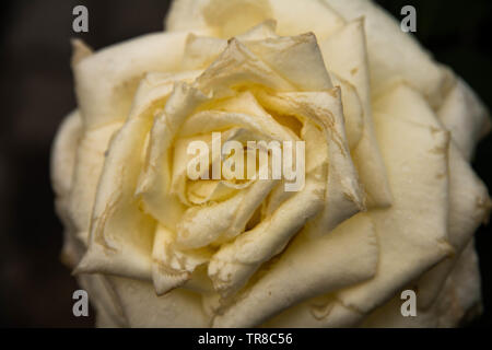 Close look of a beautiful white rose with some rain drops on the leaves.Black background. Stock Photo