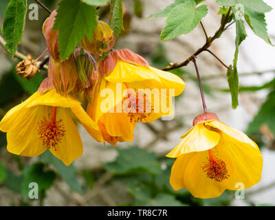 View up into the open yellow bells of the free flowering wall shrub, Abutilon 'Waltz' Stock Photo