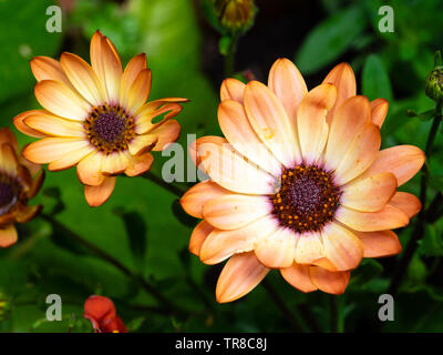 Blooms of the brown and white flowered African daisy, Osteospermum ecklonis 'Tradewinds Cinnamon', used for summer bedding Stock Photo