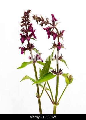 White marked red-purple flowers arranged in whorls in the spikes of the hedge woundwort, Stachys sylvatica, on a white background Stock Photo