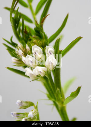 Close up shot of the small purple striped white flowers of the annual green manure crop, Vicia hirsuta, hairy tare Stock Photo