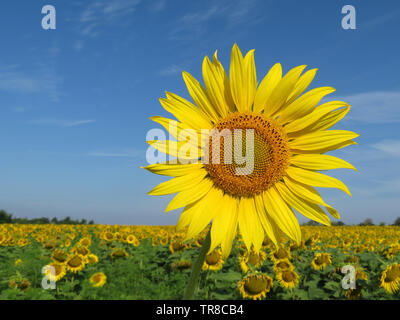 Blooming sunflower on blue sky background. Sunflowers field, concept of production of cooking oil Stock Photo