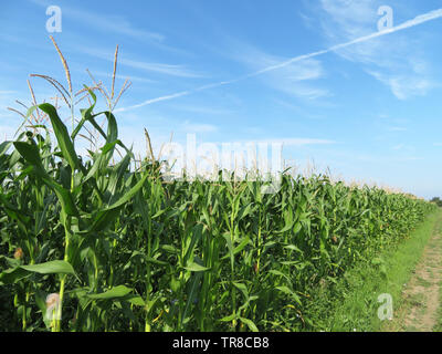 Corn field against blue sky and white clouds. Young corn stalks with cobs, green plants, agricultural industry in summer Stock Photo