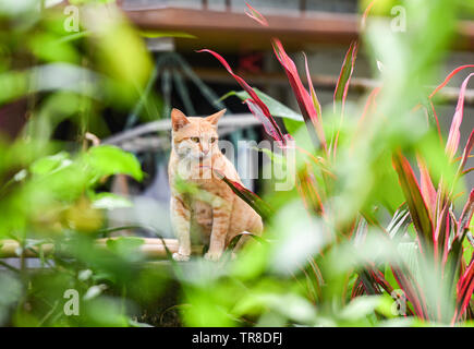 Yellow brown female cat sitting in the garden backyard / Asia tabby cat Stock Photo