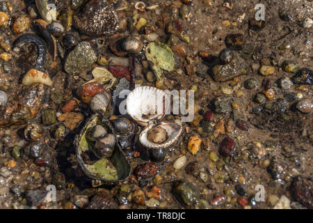 Shells on a Scottish Loch shore Stock Photo