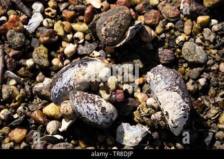 Shells on a Scottish Loch shore Stock Photo