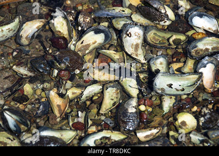 Shells on a Scottish Loch shore Stock Photo