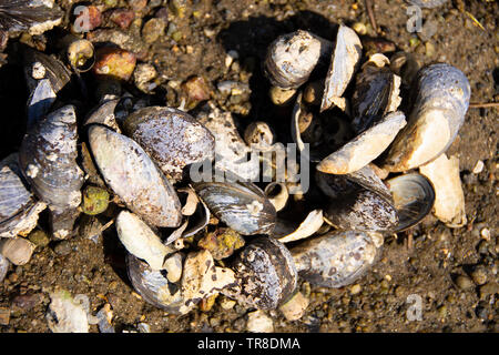 Shells on a Scottish Loch shore Stock Photo
