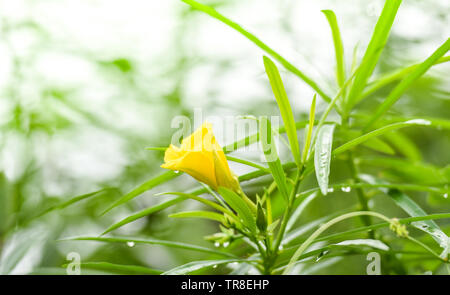 Yellow oleander flower on green garden / Thevetia peruviana Stock Photo