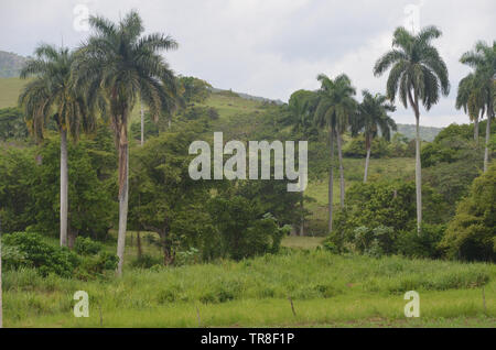 Fields and forested slopes in Guisa municipality (Granma province, Cuba), in the vicinity of Pico de la Bayamesa national park, southern Cuba Stock Photo