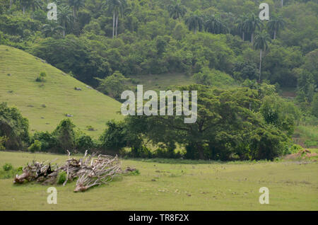 Fields and forested slopes in Guisa municipality (Granma province, Cuba), in the vicinity of Pico de la Bayamesa national park, southern Cuba Stock Photo