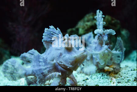 Weedy scorpionfish swimming fish tank underwater aquarium / Rhinopias frondosa leaf scorpion fish Stock Photo