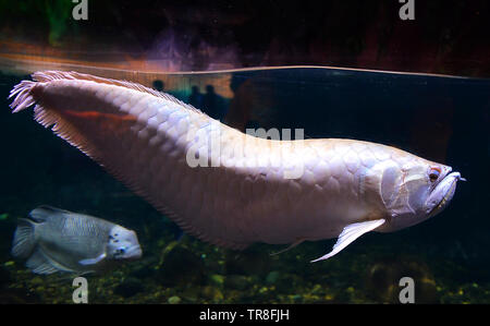 Albino Arowana fish - Silver arowana swimming in tank underwater aquarium / scleropages aureus Stock Photo