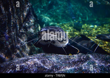 Catfish swimming underwater photography marine life / Redtail catfish black Phractocephalus hemioliopterus Stock Photo