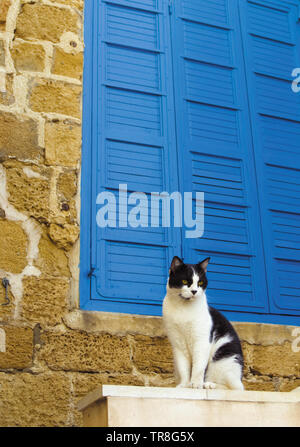 Black and white cat is sitting against blue shutter of old house Stock Photo
