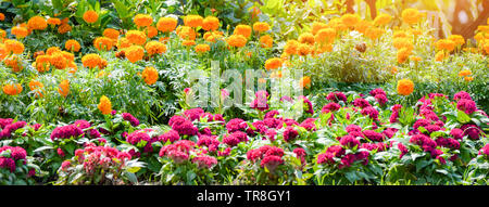 banner flower colorful of fresh spring garden with cockscomb flower and yellow marigold blossoming in summer field Stock Photo