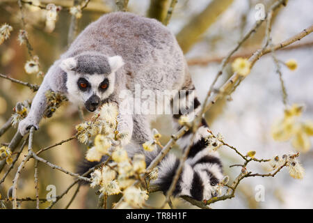 Ring-tailed Lemur in a tree, eating insects from the blossom Stock Photo