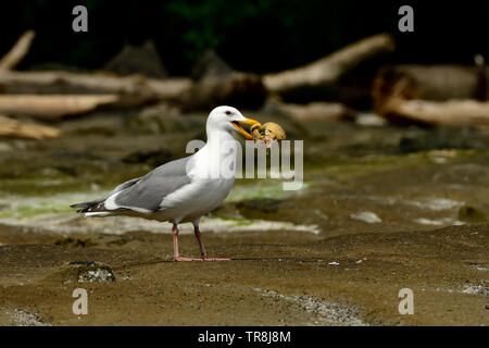 A  Glaucous winged gull' Larus glaucescens'; holds a clam in his beak after breaking its shell on the rocky shore on Vancouver Island. Stock Photo