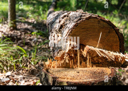 Fallen pine tree and stump after being cut down with a chainsaw because it was dead. Stock Photo