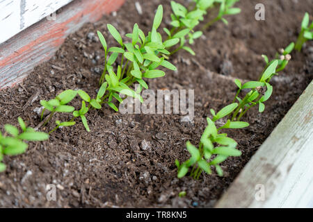 Close up of cilantro (coriander) seedlings, sprouting as micro greens, in a row, in a garden planter, using compost soil. Stock Photo