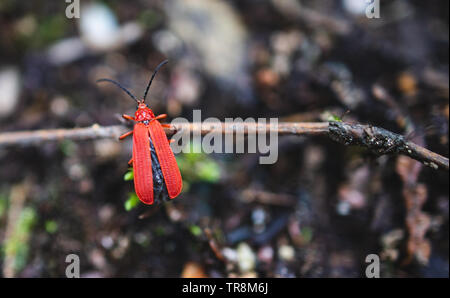 Net-winged beetle hanging onto twig Stock Photo