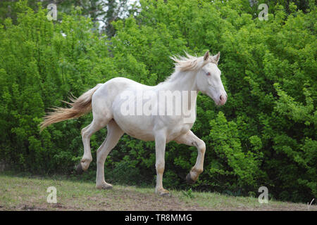 Animal warm blooded cremello horse galloping in nature Stock Photo