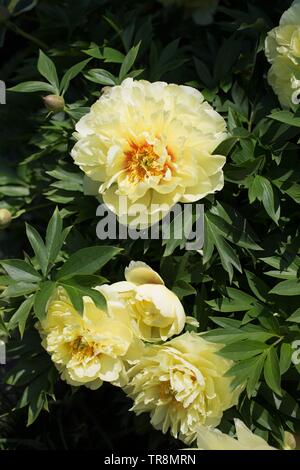 Intersectional Peony Bartzella at Adelman Peony Gardens in Salem, Oregon, USA. Stock Photo