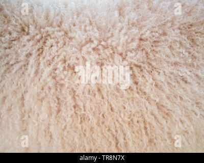 Soft and fluff long sheep wool Stock Photo
