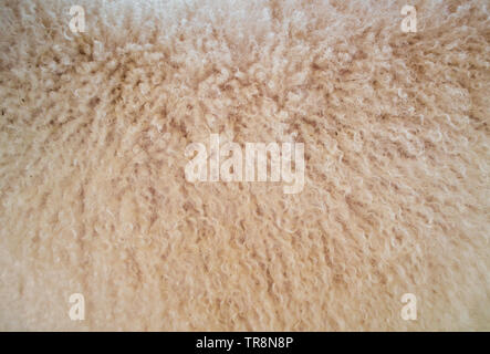 Soft and fluff long sheep wool Stock Photo