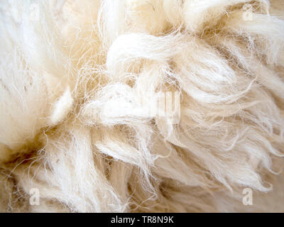 Soft and fluff long sheep wool Stock Photo
