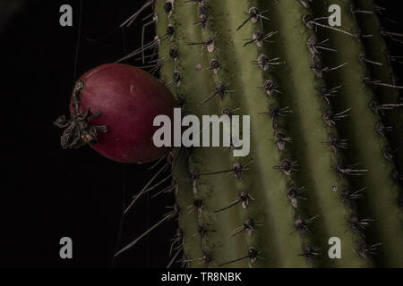 A prickly pear cactus (Opuntia) endemic to the Galapagos Islands in Ecuador. Stock Photo