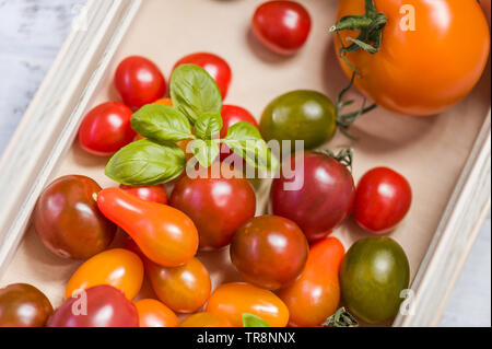 Various colorful tomatoes and basil leaves  in a wooden box on white wooden table. Top view, soft focus, close-up. Stock Photo