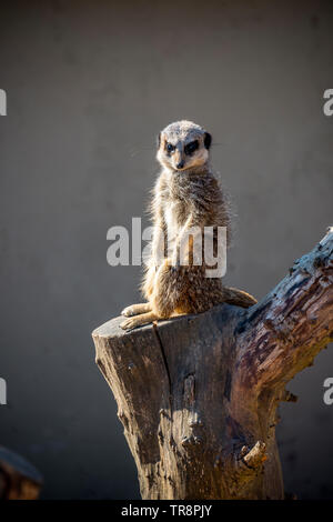 Meerkat at Peak Wildlife Park Stock Photo
