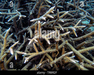 Evidence of coral bleaching on reefs in El Nido, Palawan Stock Photo