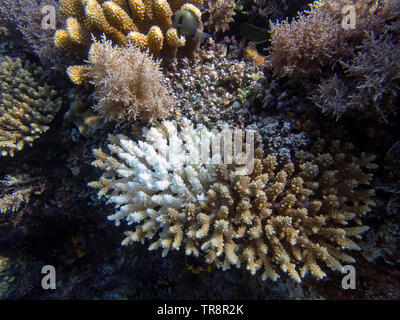 Evidence of coral bleaching on reefs in El Nido, Palawan Stock Photo