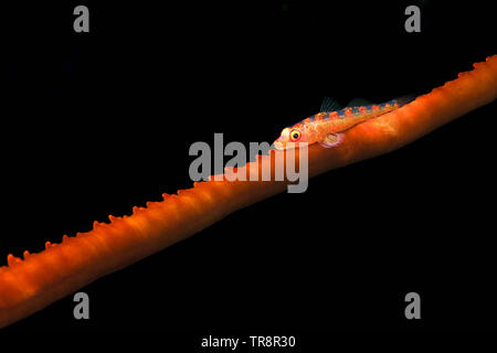 Whip coral goby - Bryaninops yongei Stock Photo