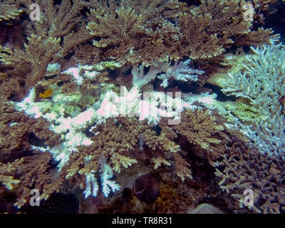 Evidence of coral bleaching on reefs in El Nido, Palawan Stock Photo