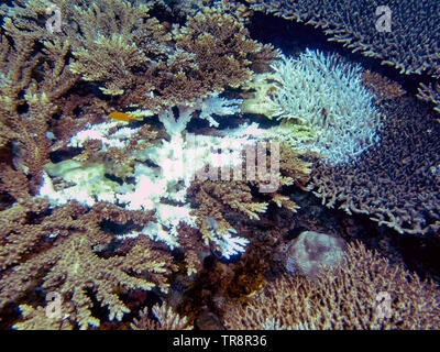 Evidence of coral bleaching on reefs in El Nido, Palawan Stock Photo