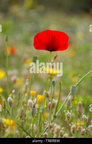 Unfolding flower of a Poppy in early morning in a flowery meadow Stock Photo