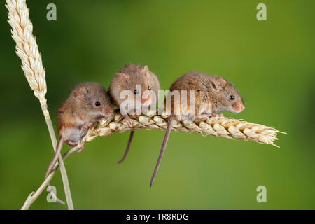 Cute harvest mice micromys minutus on wheat stalk with neutral green nature background Stock Photo